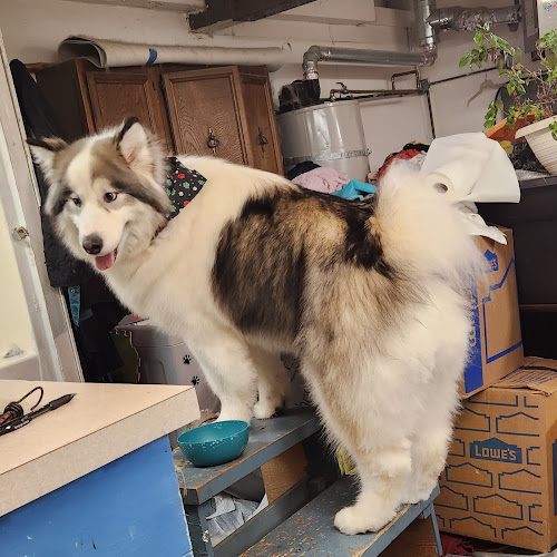 Brigitte's Dog Grooming