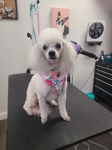 Brittney's Bark Avenue