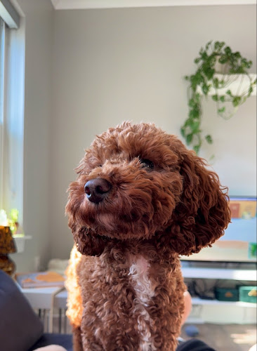 Broad Ripple Canine Design