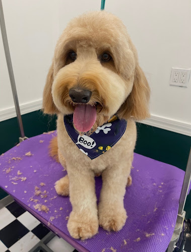 Bronx Tail Grooming Spa