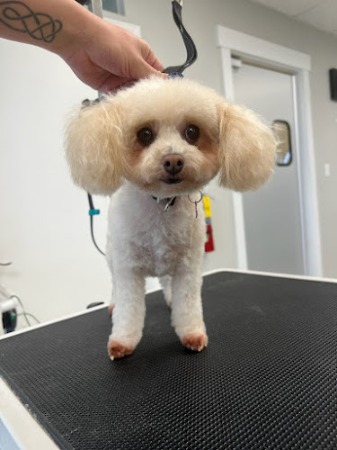 Brush Bath and Beyond - Pet grooming with love - Salt Lake City