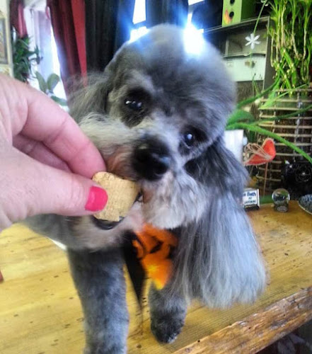 Bubble Bath Pet Grooming