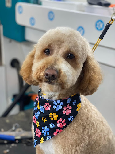 Bubble Puppies Mobile Dog Grooming