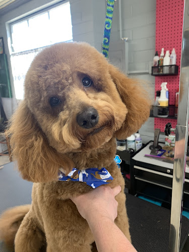 Bubbles and Bows Grooming Topeka, KS