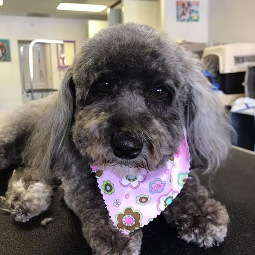 Bubbles & Bows Pet Grooming