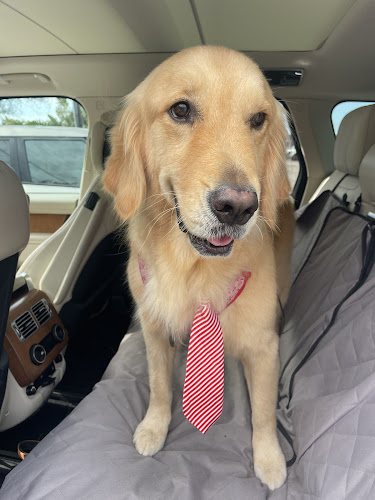 Bubbles & Bows Pet Salon - Bonita Springs