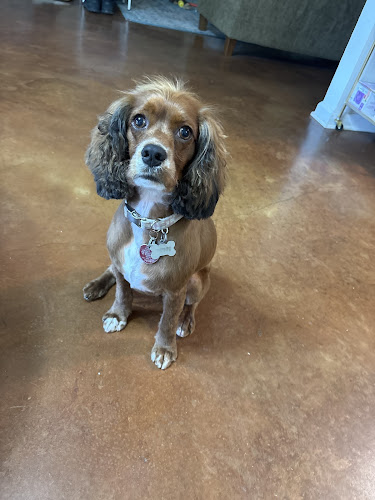 Bubbles & Buddies Dog Grooming