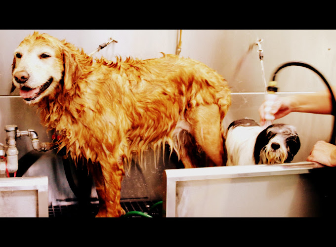 Bubbles Pet Spa