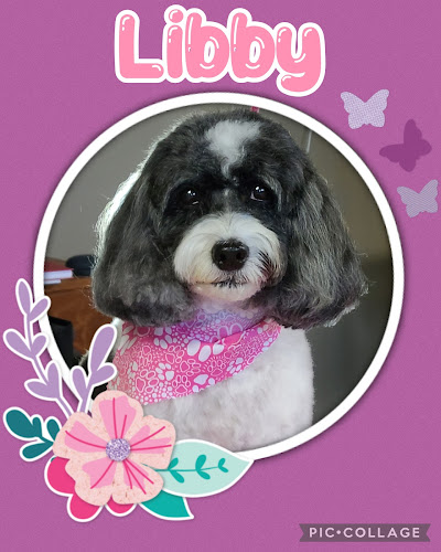 Buffalo Heart Dogs Grooming Studio