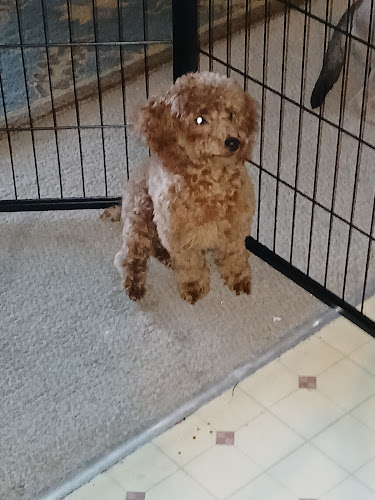 Busy Bones Bow-Tique