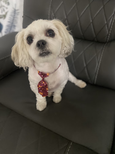 By the Bay Dog Grooming