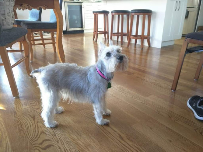 C'Lassie Cuts Mobile Pet Spa