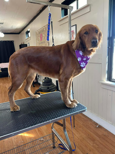 Cajun Canine Spa and Pawtique