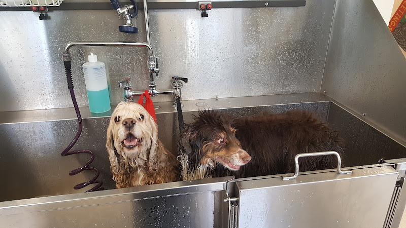 Calypso’s Pet Salon