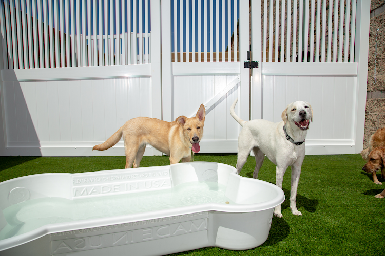 Camp Bow Wow Springfield East