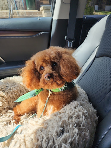 Candi's Scissors & Suds Dog Grooming and Boarding