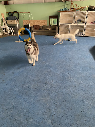 Canine College, Bow Wow Resort