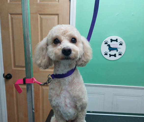 Canine & Critter Grooming & Sitting