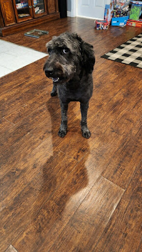 Canine Image Grooming