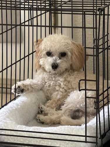 Canine Reproduction & Dog Grooming