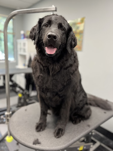 Canine Wellness Center