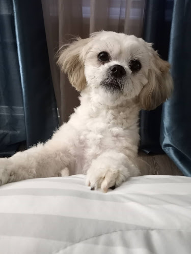 Care A Lot Pet Grooming