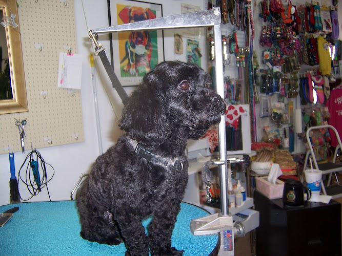 Carol's Pretty Pets Salon