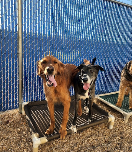 Caroline's Pampered Pet Motel