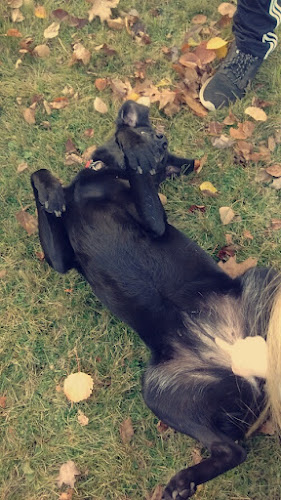 Caron's Corner Pet Grooming