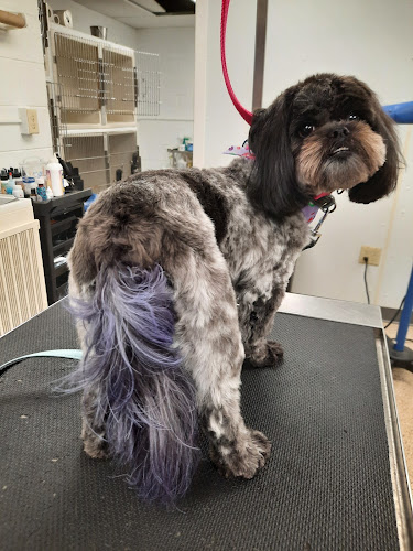 Cashmere Pet Grooming