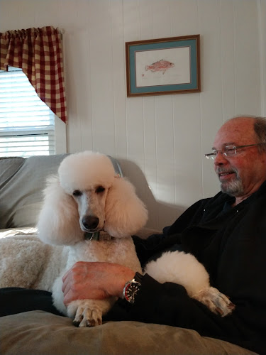 Cashmere Standard Poodles Breeder