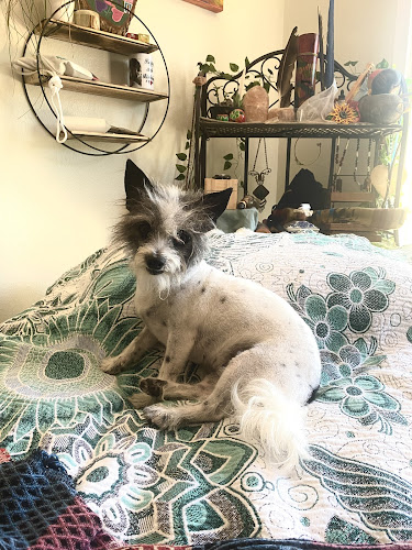 Castaic Pet Grooming