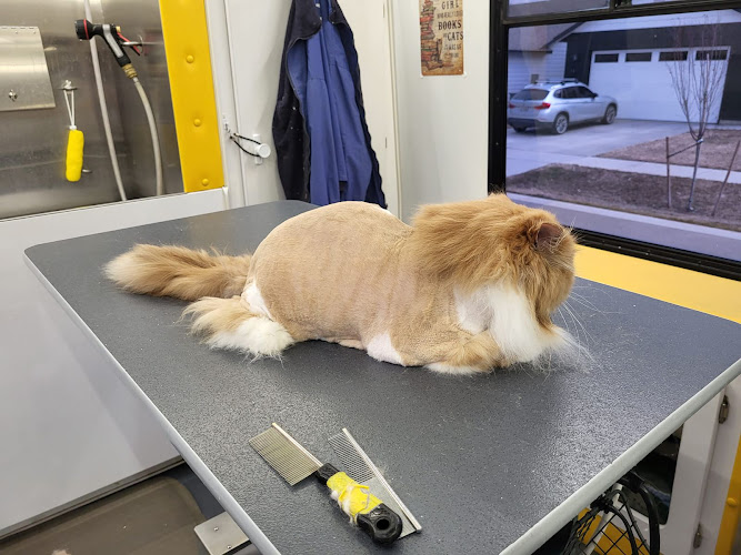Cat Wash Center | Mobile Cat Grooming Specialists | Spokane WA