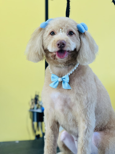 CatDog Grooming Salon