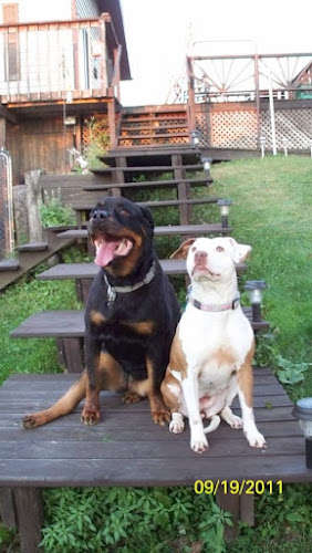 Cattails-Dogtails Grooming