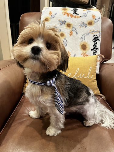 CB Pet Market - Grooming Salon