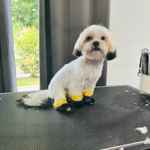 Celebrity Pets Luxury Mobile Grooming