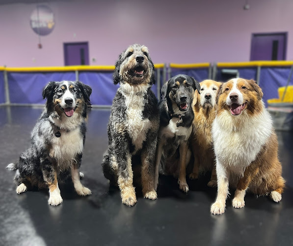 Central Bark Atlanta