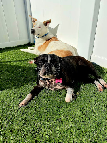 Central Bark Franklin