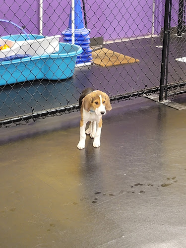 Central Bark Jacksonville