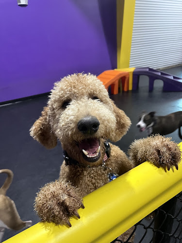 Central Bark Orlando East