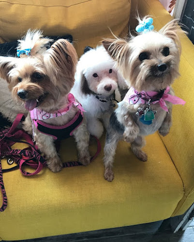 Central Park Pet Spa