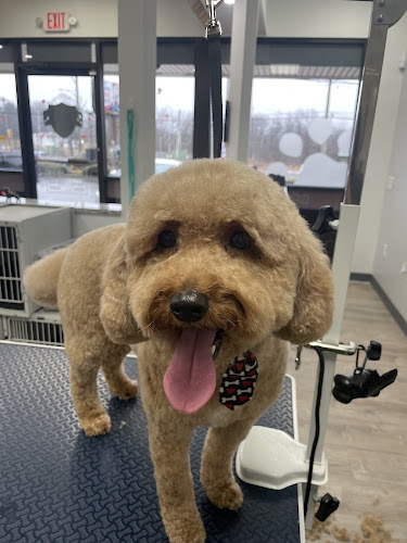 Champions Premier Dog Parlor - Avondale