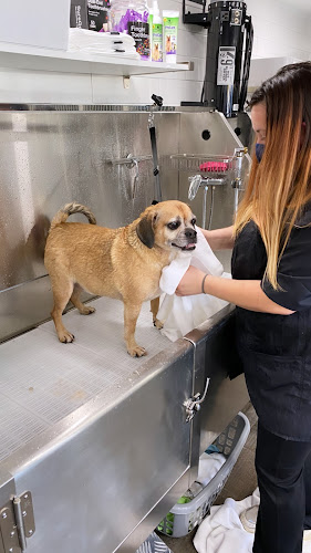 Champions Premier Dog Parlor - West Chester