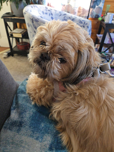 Chantals Pet Grooming