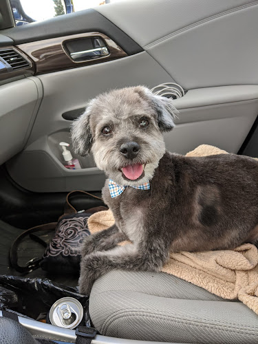 Cheryl's Canine Styling