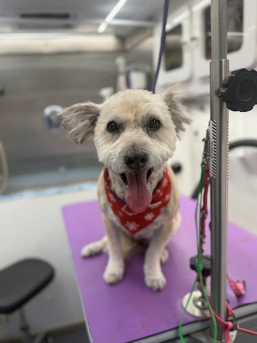 Chic Paws Pet Grooming