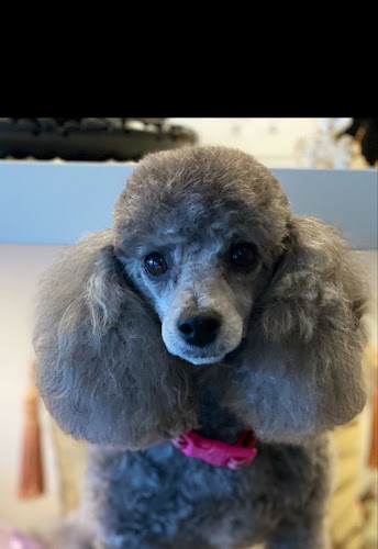 Chichie's Grooming Spa