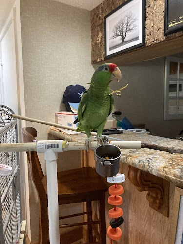 Chloe's Mobile Parrot Grooming Service