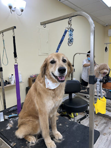 chouchou-pup grooming